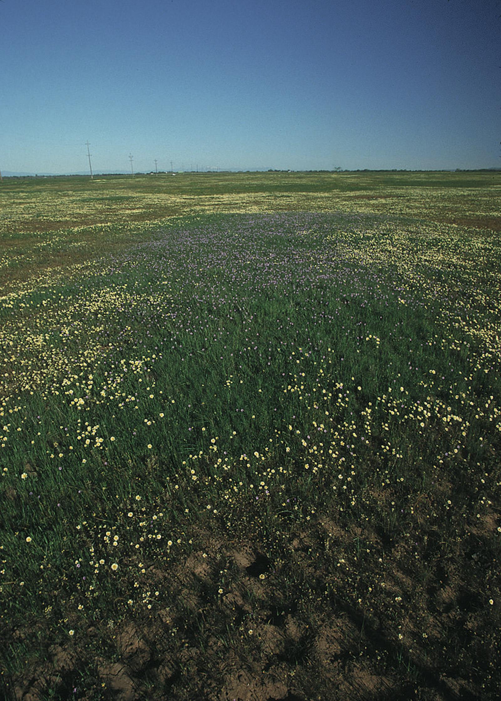 California Central Valley Grasslands One Earth